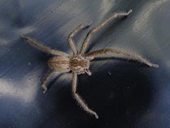 Palystes superciliosus