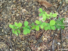 Berberis actinacantha