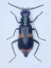 Anthocomus