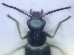 Anthocomus