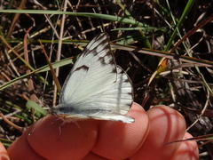 Belenois gidica abyssinica