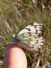Belenois gidica abyssinica