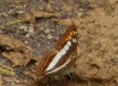 Adelpha alala
