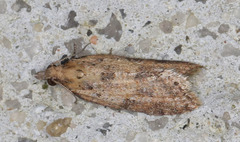 Constrictana constrictana