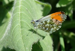 Anthocharis cardamines