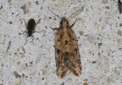 Constrictana constrictana