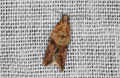 Constrictana constrictana