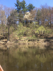 Amelanchier interior