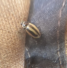 Hippodamia falcigera