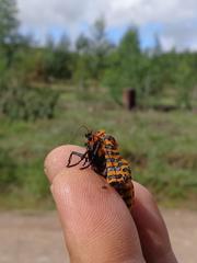 Amphicallia bellatrix