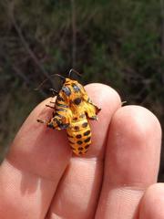 Amphicallia bellatrix
