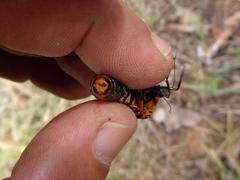 Amphicallia bellatrix