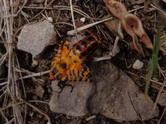 Amphicallia bellatrix