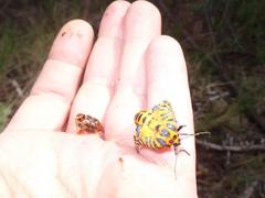 Amphicallia bellatrix