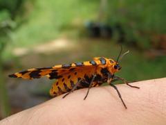 Amphicallia bellatrix