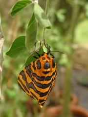 Amphicallia bellatrix