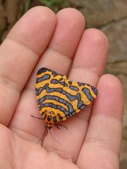 Amphicallia bellatrix