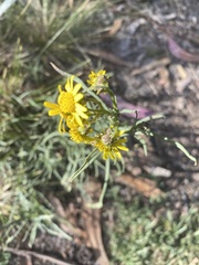 Senecio clivicola