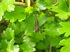 Monilinia johnsonii