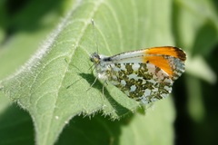 Anthocharis cardamines