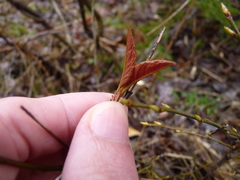 Viburnum cassinoides image