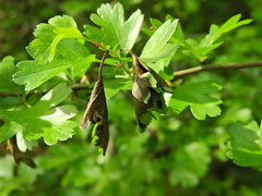Monilinia johnsonii