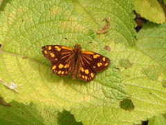 Metisella metis paris