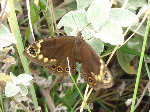 Dira oxylus