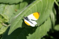 Anthocharis cardamines