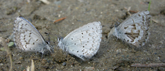 Celastrina asheri