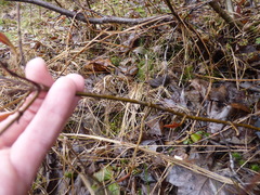 Viburnum cassinoides image