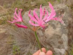 Nerine angustifolia