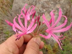 Nerine angustifolia