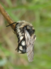 Melecta albifrons