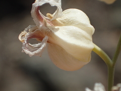 Streptanthus glandulosus albidus