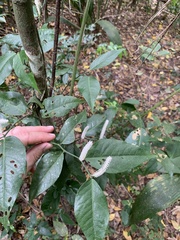 Piperales