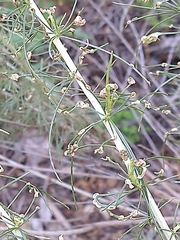 Aceria paracalifornica