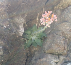 Dudleya cymosa pumila