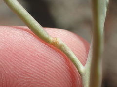 Streptanthus glandulosus albidus