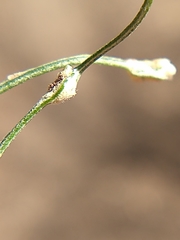 Aceria paracalifornica