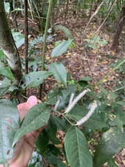 Piperales
