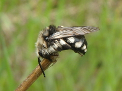 Melecta albifrons