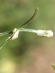 Aceria paracalifornica