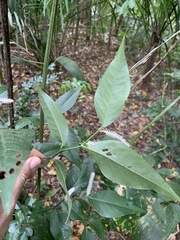 Piperales