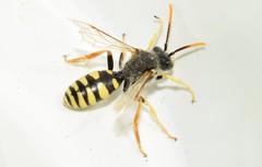 Nomada