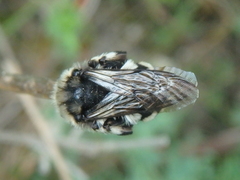 Melecta albifrons