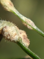 Aceria paracalifornica