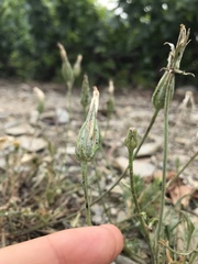 Scorzonera laciniata