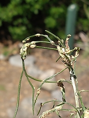 Aceria paracalifornica