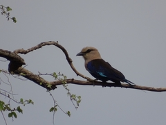 Coracias cyanogaster